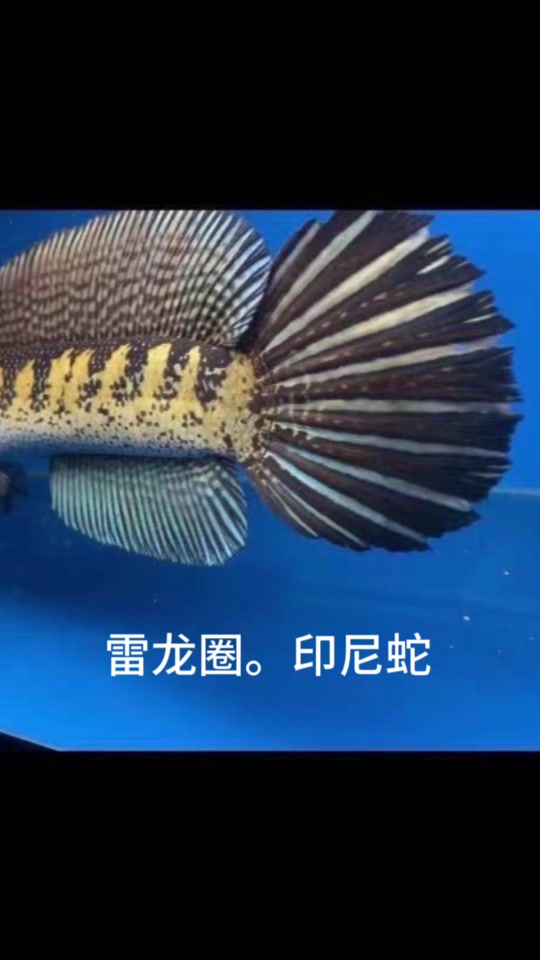 魔法与创造手机版雷龙饲料创造与魔法蓝蜥蜴饲料吃几包-第2张图片-太平洋在线下载