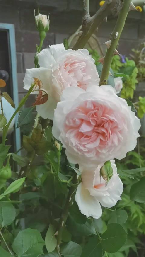 花帮主苹果版sgp5水果派官网-第2张图片-太平洋在线下载