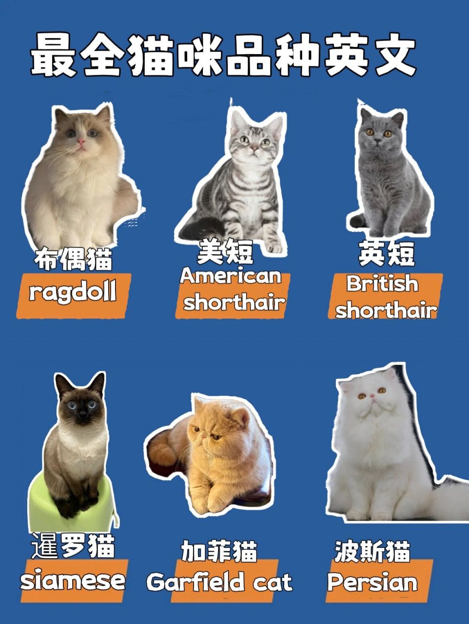 雅思猫苹果版苹果雅思预测准吗